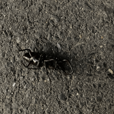 insect