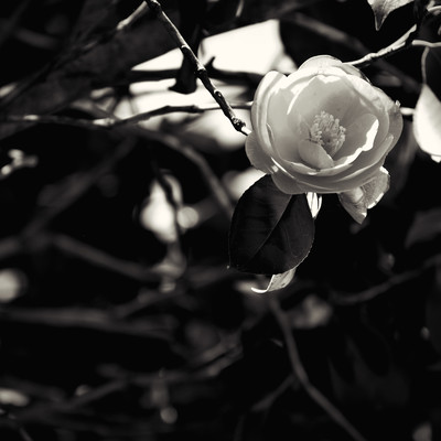 Chromogenic