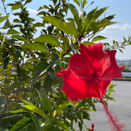 Rainbow Seven Colors Project ~R.S.C.P~