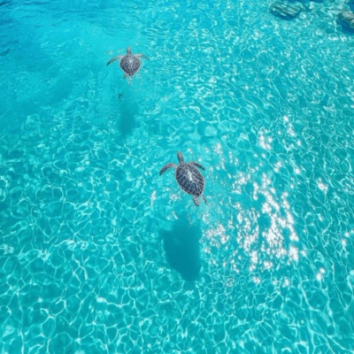 AQUA -Genesis ~