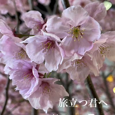 TABIDATSU KIMIHE