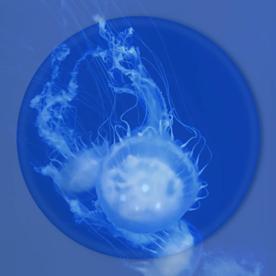 Jellyfish
