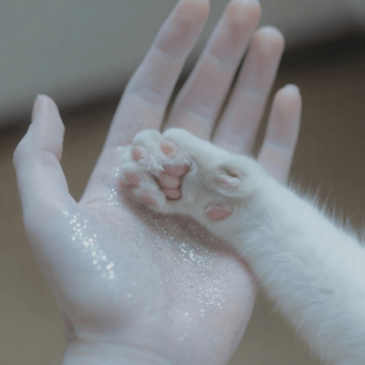 "In the Next Life, I'll Be Your Cat
