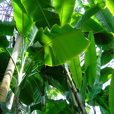 Paradise Fish, Brilliant Night