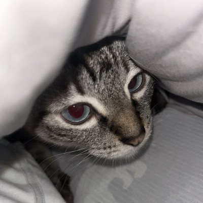 moyu!