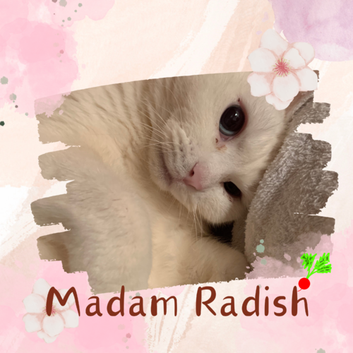 Madam Radish