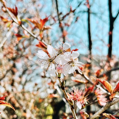 A Petal from the Remaining Blossoms Falls (feat. Chis-A)