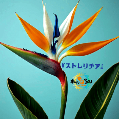 Strelitzia