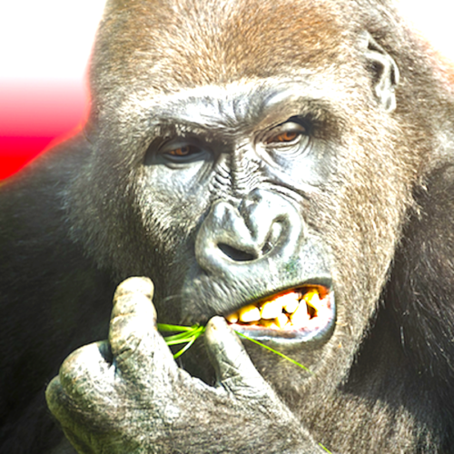 Flying Gorilla Studios