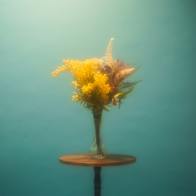 mimosa