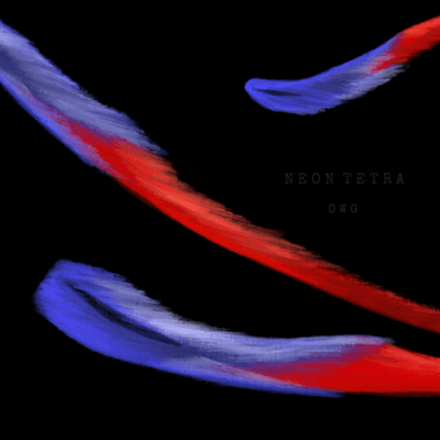Neon Tetra