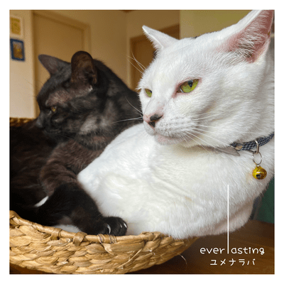 everlasting -even if a dream-