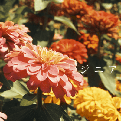Zinnia