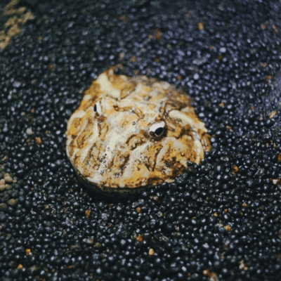 Frog in the well