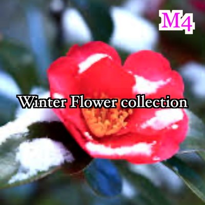 Winter Flower collection