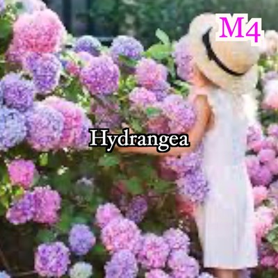 Hydrangea