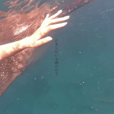 In the Irresistible Aquarium