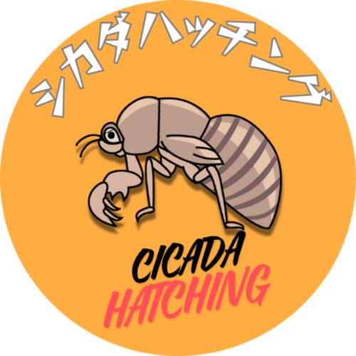 CICADA HATCHING