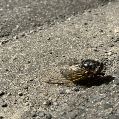Cicada