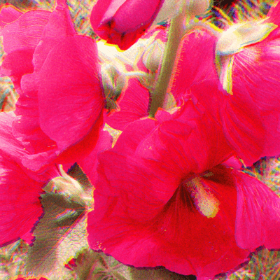 Hollyhocks in September