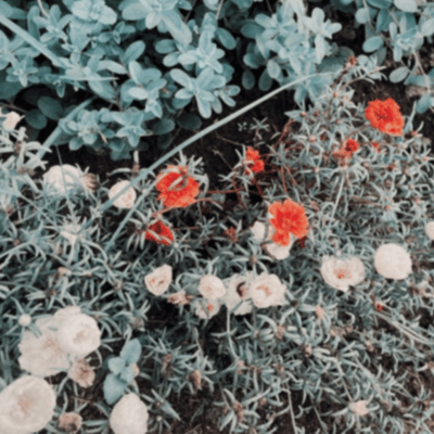 Blooms blooming in the gloom room