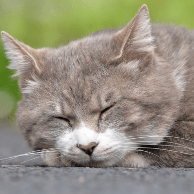 Monologue of cats and me