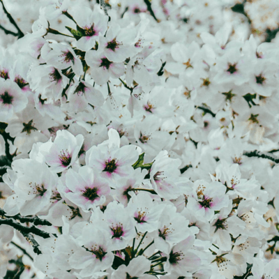 Otona (feat. RINNOSUKE & Curability)