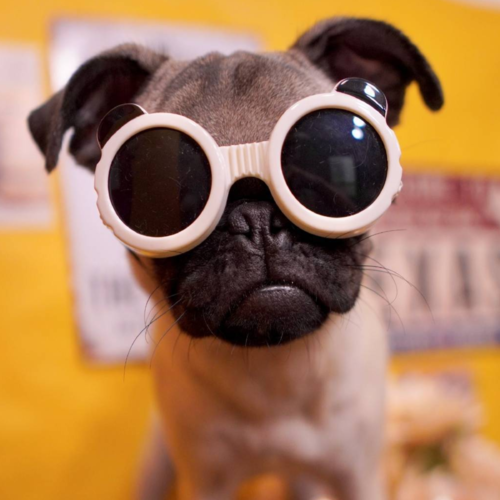 George Pug8