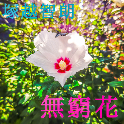 Rose of Sharon