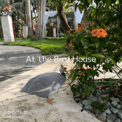 At the Bird House