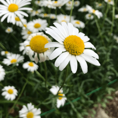 I wish I could grow wings