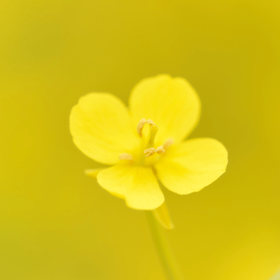 When The Rape Blossoms Bloom