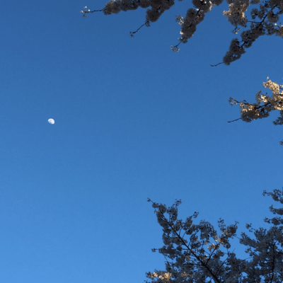 Promised Forest (Remix)