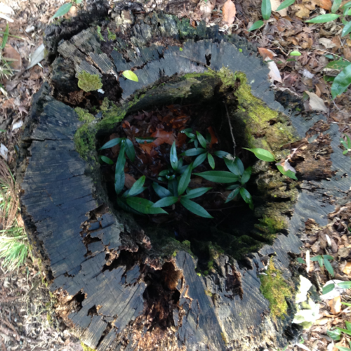 Zihuatanejo