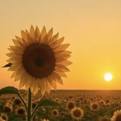 Many Blooms, Sunflower Hearts