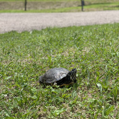 URASHIMA TURTLE