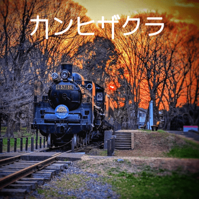Kanhizakura