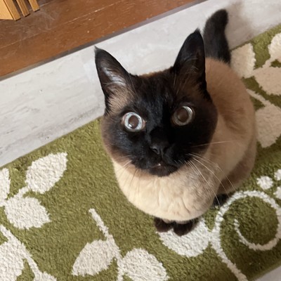 A cat named Mike