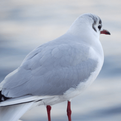 The Dazzling of Headlights