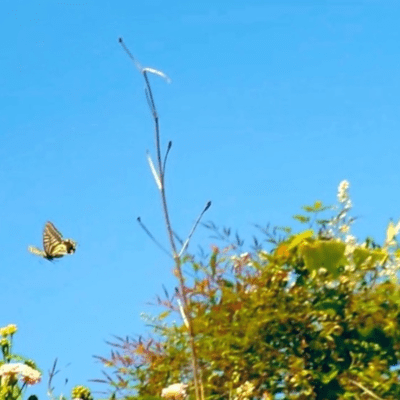 Spring breeze!