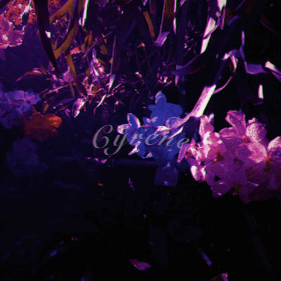 Silene
