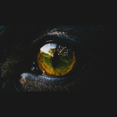 Feral Echoes