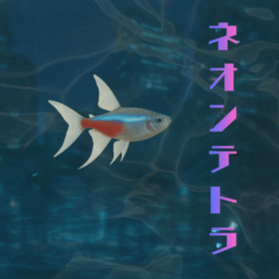 Neon Tetra