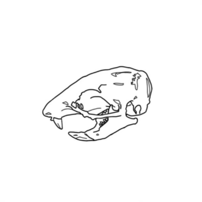 Bone