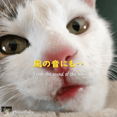 From the sound of the wind