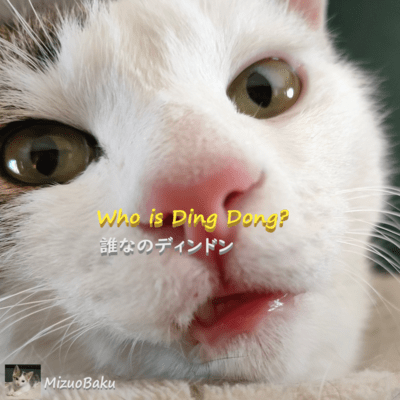 Who is Ding Dong?