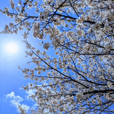 Live a life as beautiful and vibrant as a flower