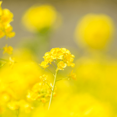 The arrival of spring ~ When angels rejoice ~