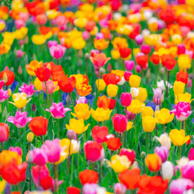 Flowers in full bloom