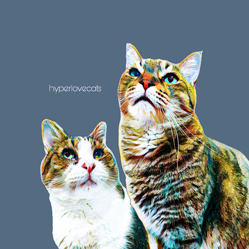 hyperlovecats